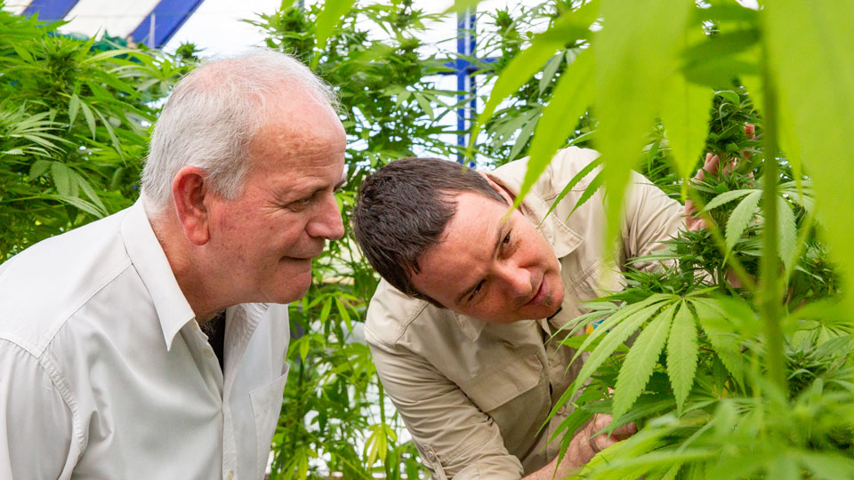 Researchers inspecting hemp plants in greenhouse