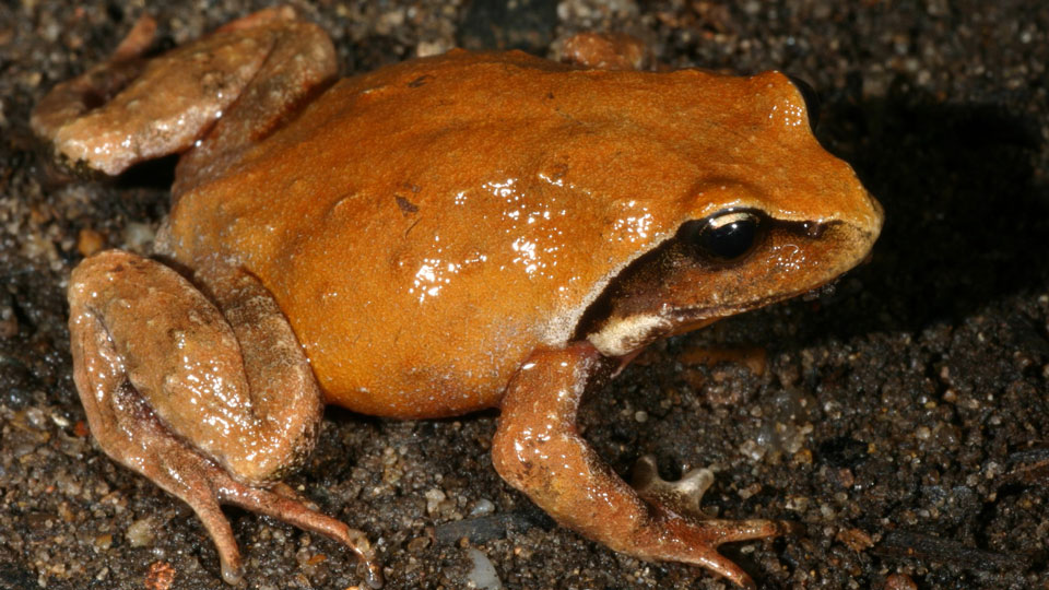 Close up of new frog species, the Mount Ballow Mountain Frog